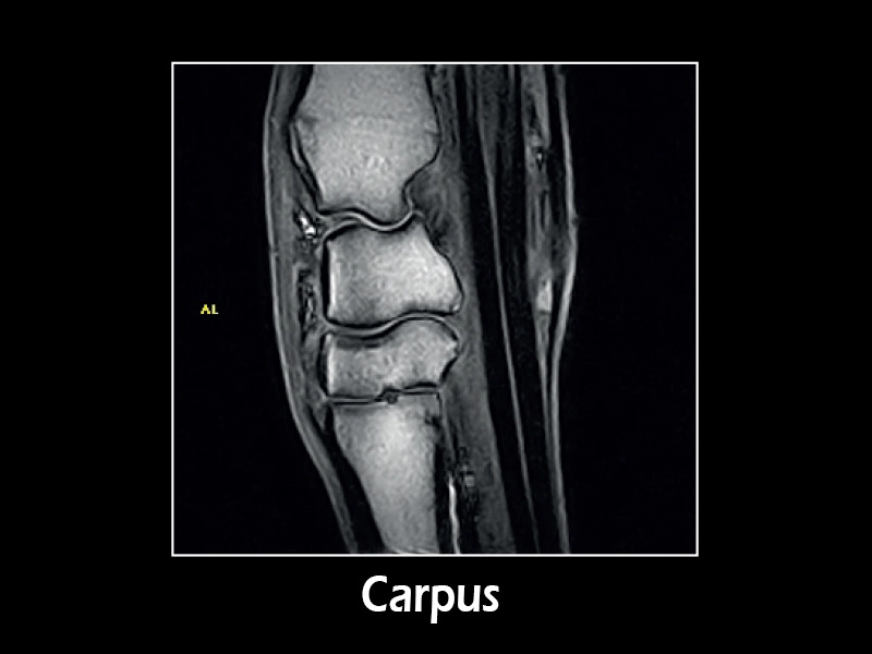 Esaote G-scan equine – 3D GE T1 Sagittal Carpus