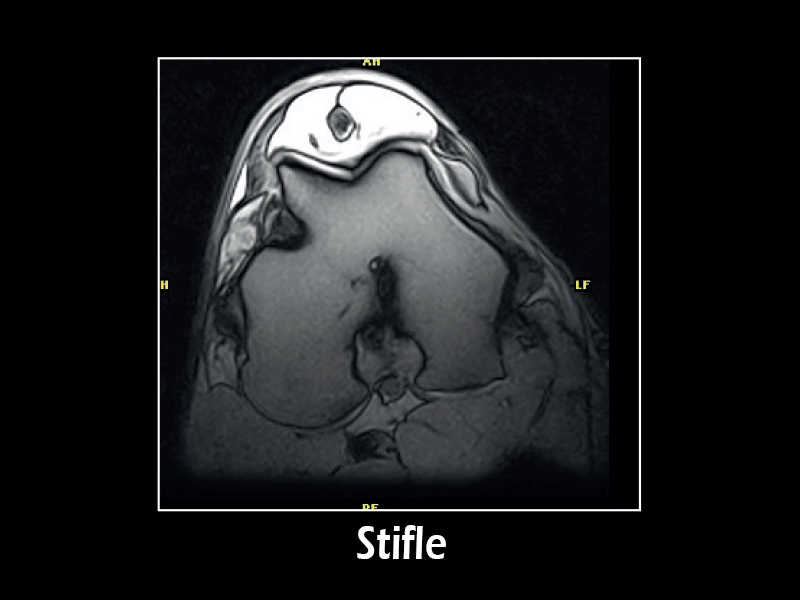 Esaote G-scan equine – 3D Sharc Transverse Stifle
