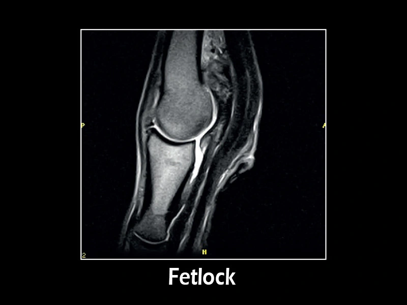 Esaote G-scan equine – FSE T2 Sagittal Fetlock