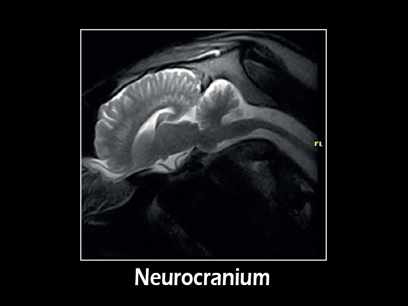 Esaote G-scan equine – FSE T2 Sagittal Splancnochranium