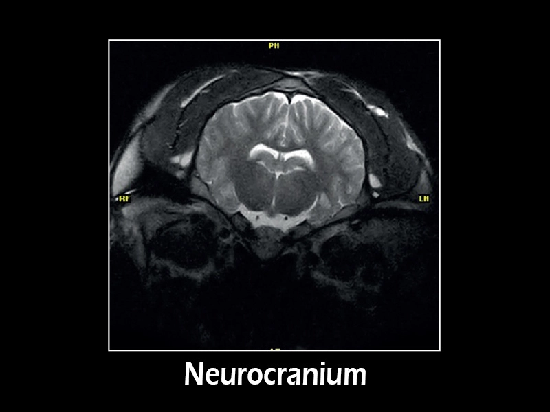 Esaote G-scan equine – FSE T2 Transversal Splanchnocranium