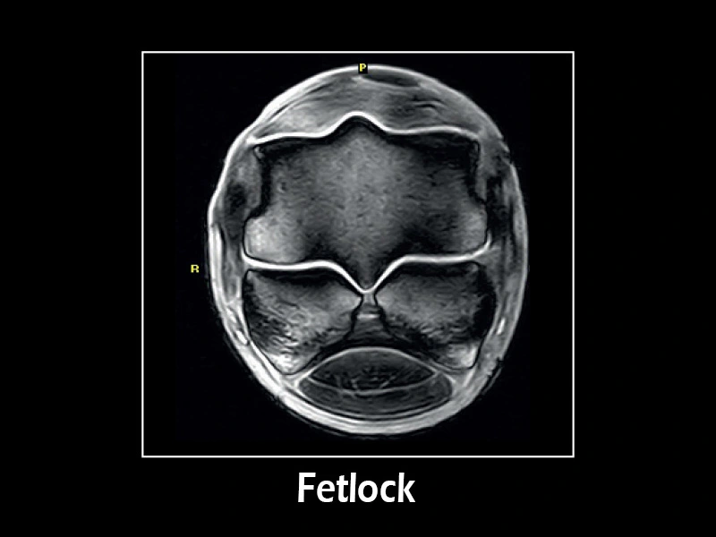Esaote G-scan equine – FSE T2 Transverse Fetlock
