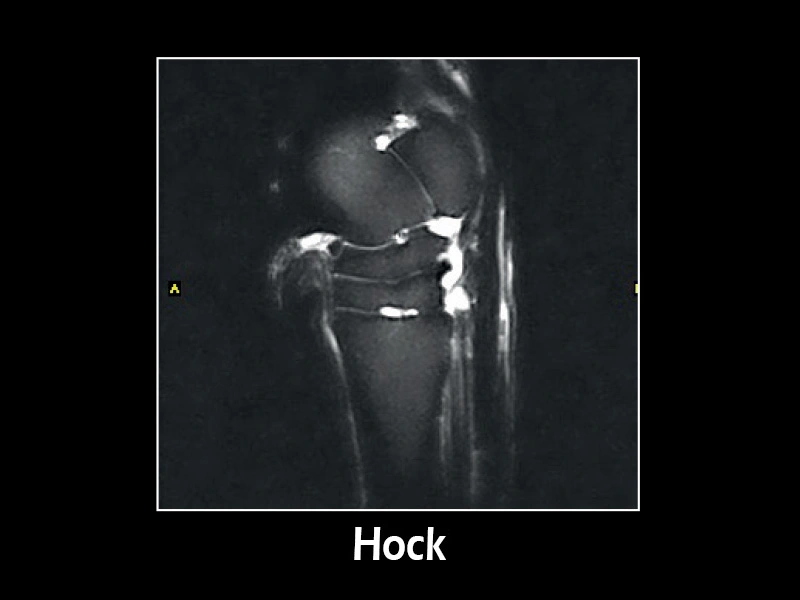 Esaote G-scan equine – GE STIR Sagittal Hock