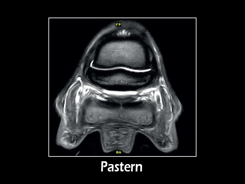 Esaote G-scan equine – PD-T2 Transversal Pastern