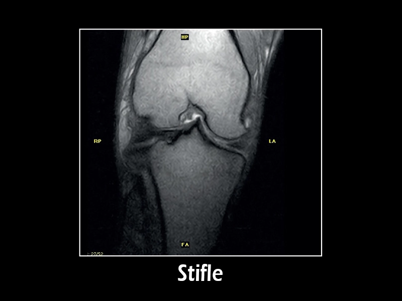 Esaote G-scan equine – SE PD Dorsal Stifle