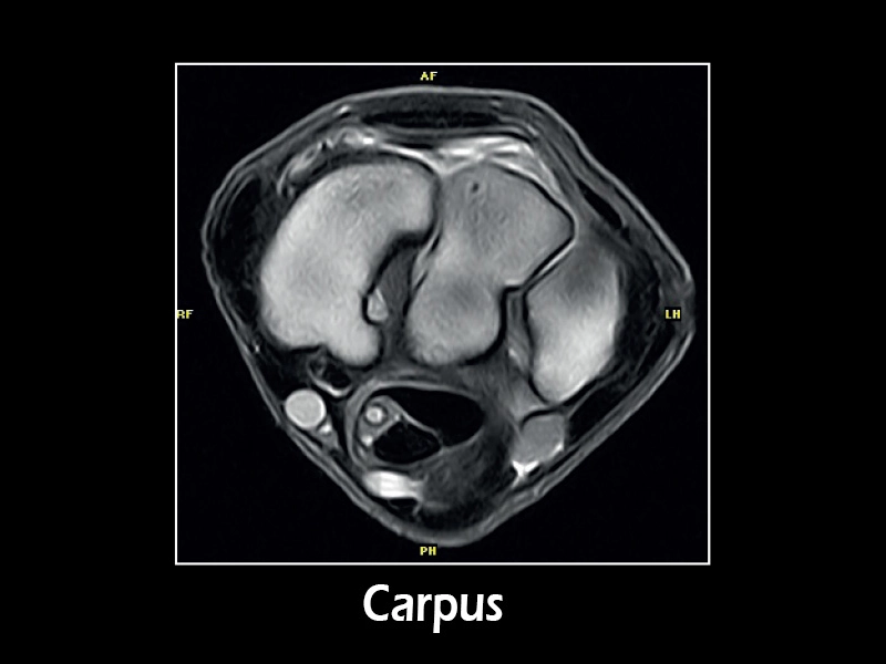 Esaote G-scan equine – SE T1 Transverse Carpus