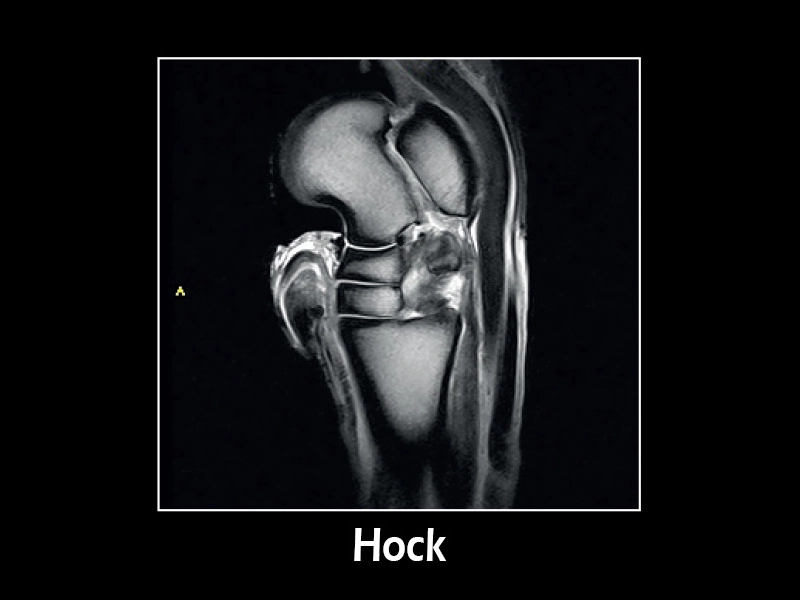 Esaote G-scan equine – SST2 Sagittal Hock