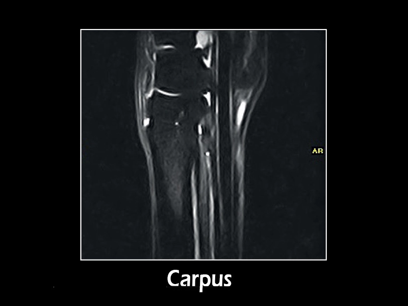 Esaote G-scan equine – STIR Sag Carpus