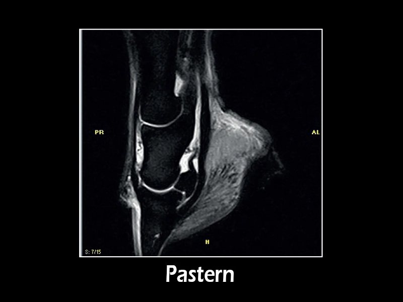 Esaote G-scan equine – STIR Sagittal Pastern