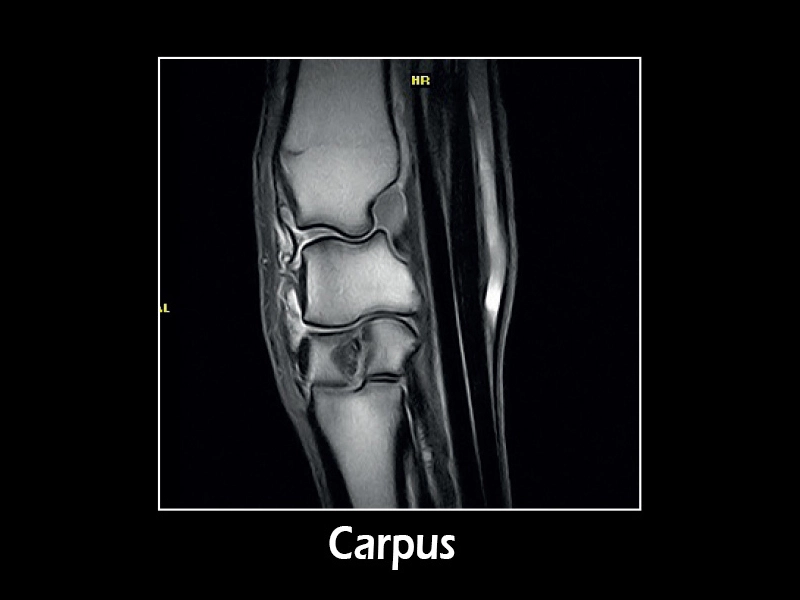 Esaote G-scan equine – TSE T2 Sagittal Carpus