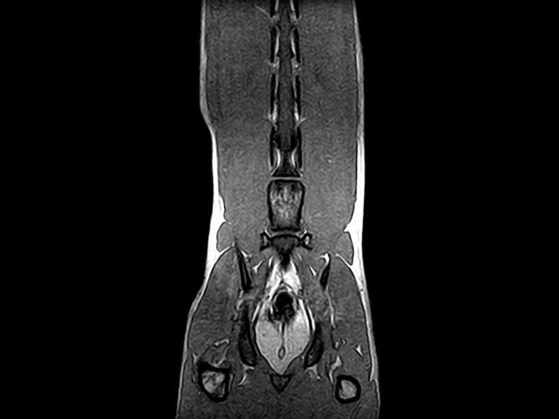 Magnifico Vet – 3D SST1 Dorsal Lumbosacral