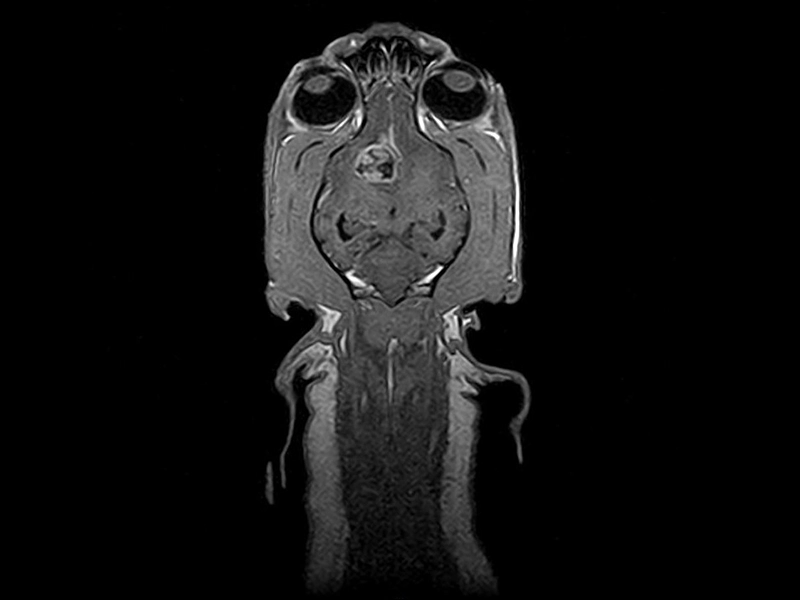 Magnifico Vet – 3D SST1 Dorsal Neurocranium 2