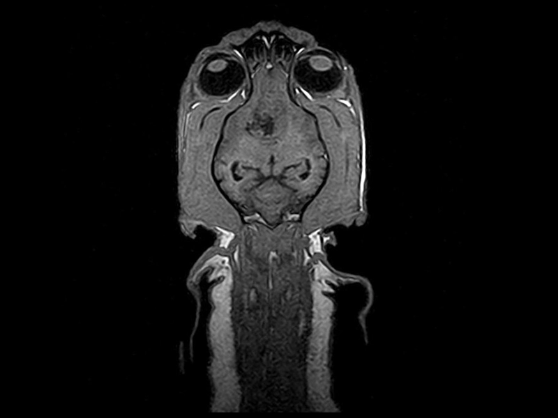 Magnifico Vet – 3D SST1 Dorsal Neurocranium