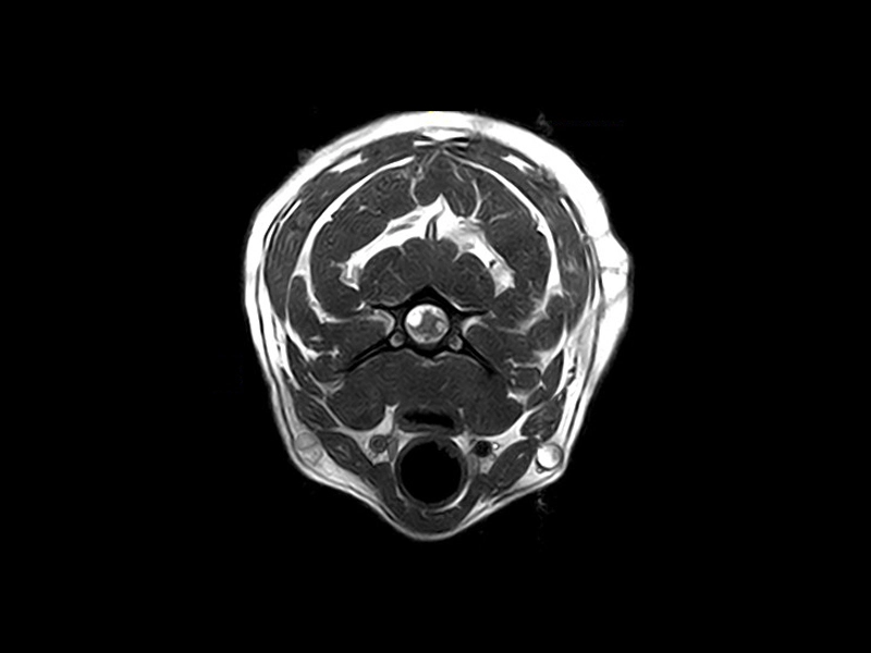 Magnifico Vet – 3DHyce Transverse Cervical spine