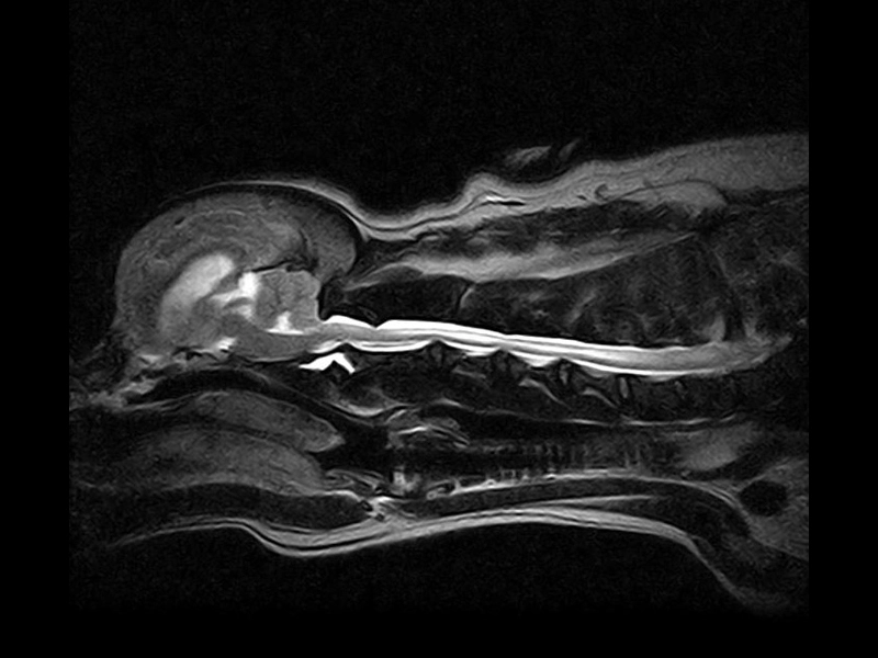 Magnifico Vet – FSE T2 Sagittal Cervical