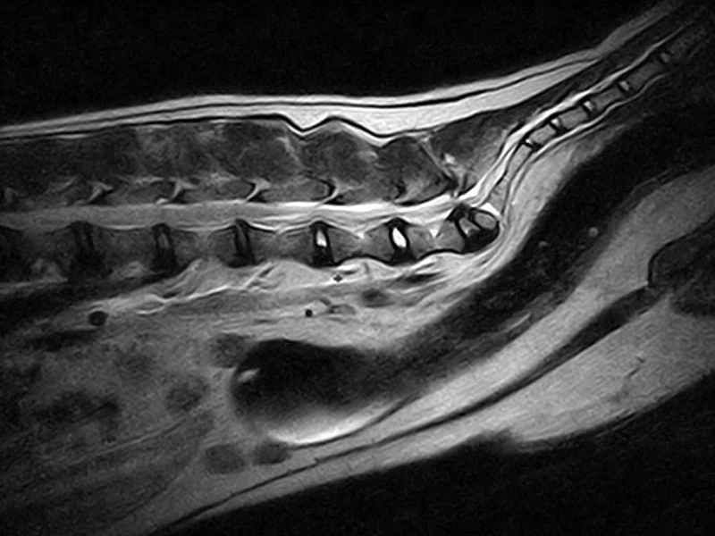 Magnifico Vet – FSE T2 Sagittal Lumbosacral