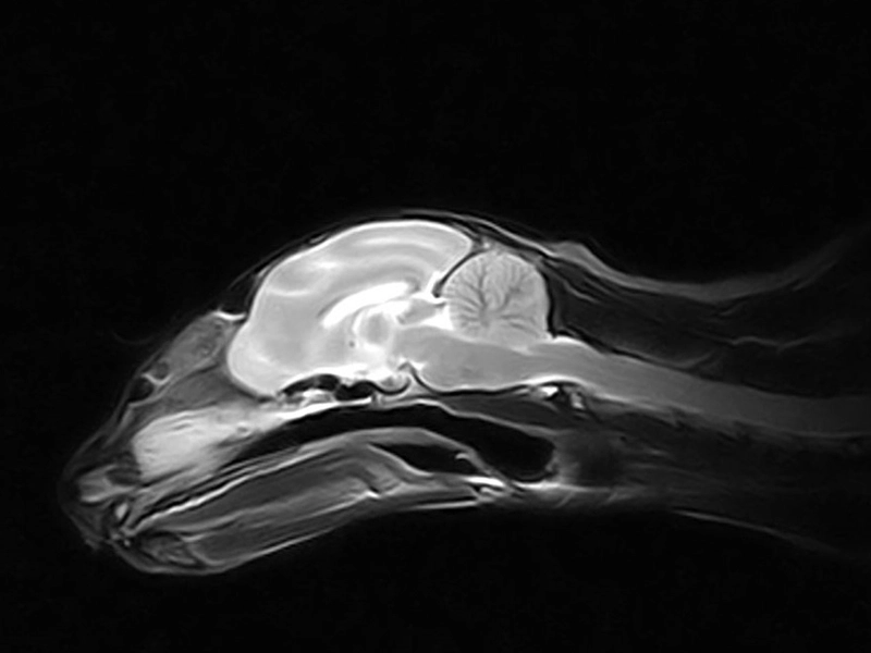 Magnifico Vet – FSE T2 Sagittal Neurocranium