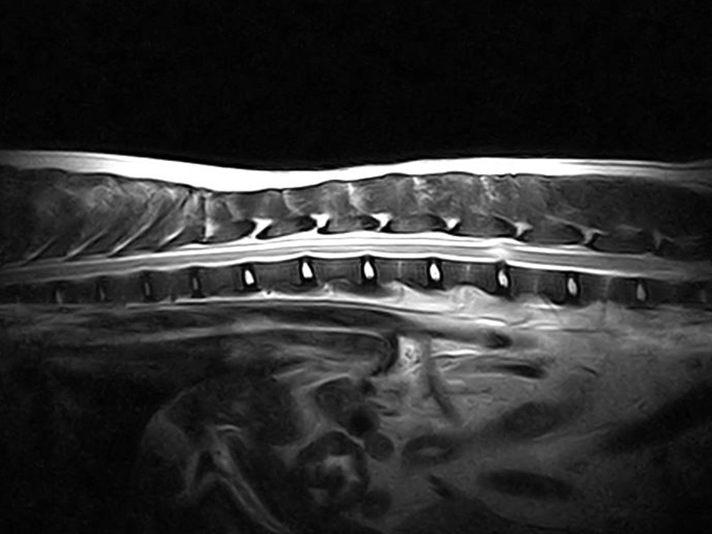 Magnifico Vet – FSE T2 Sagittal Thoracolumbar