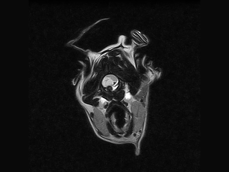 Magnifico Vet – FSE T2 Transverse Cervical spine