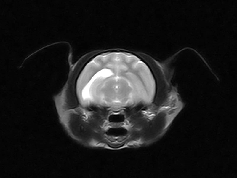 Magnifico Vet – FSE T2 Transverse Neurocranium