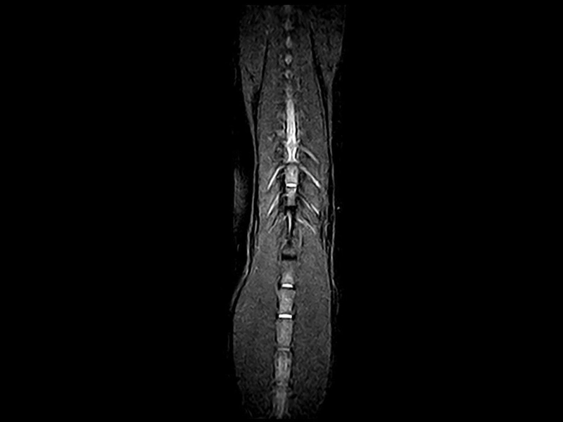 Magnifico Vet – FSTIR Dorsal Thoracolumbar