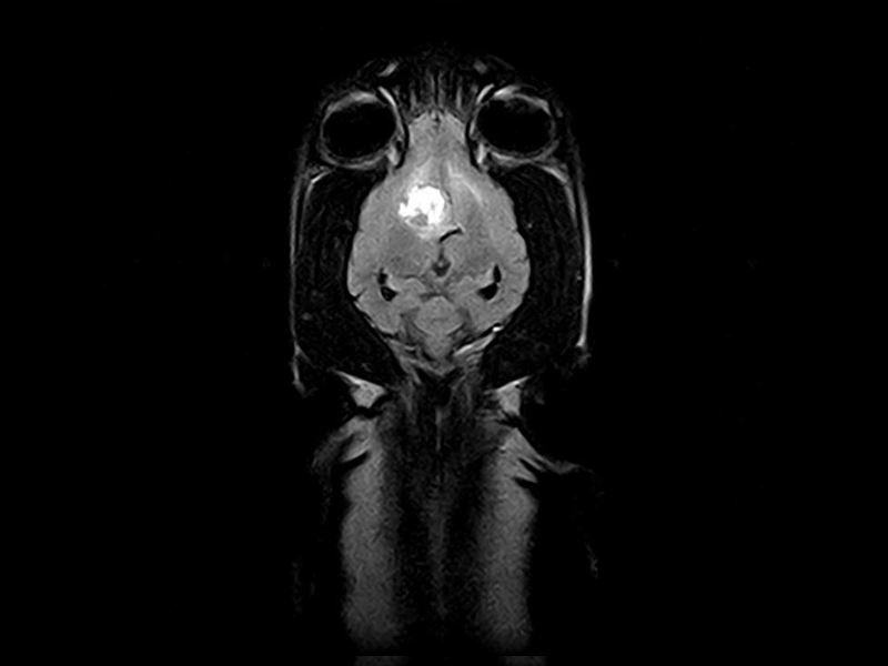 Magnifico Vet – Fast FLAIR Dorsal Neurocranium 2