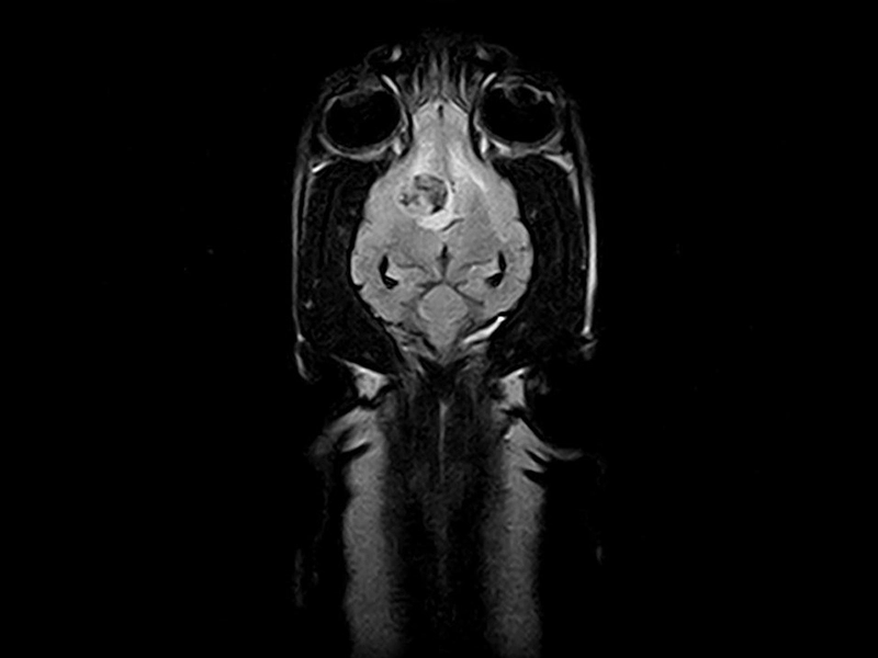 Magnifico Vet – Fast FLAIR Dorsal Neurocranium