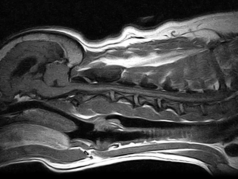 Magnifico Vet – SE T1 Sagittal Cervical