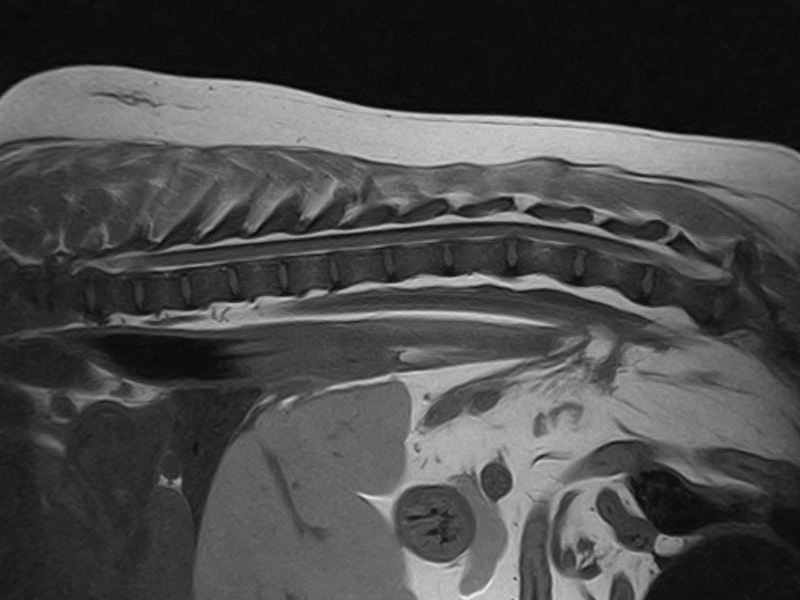 Magnifico Vet – SE T1 Sagittal Thoracolumbar