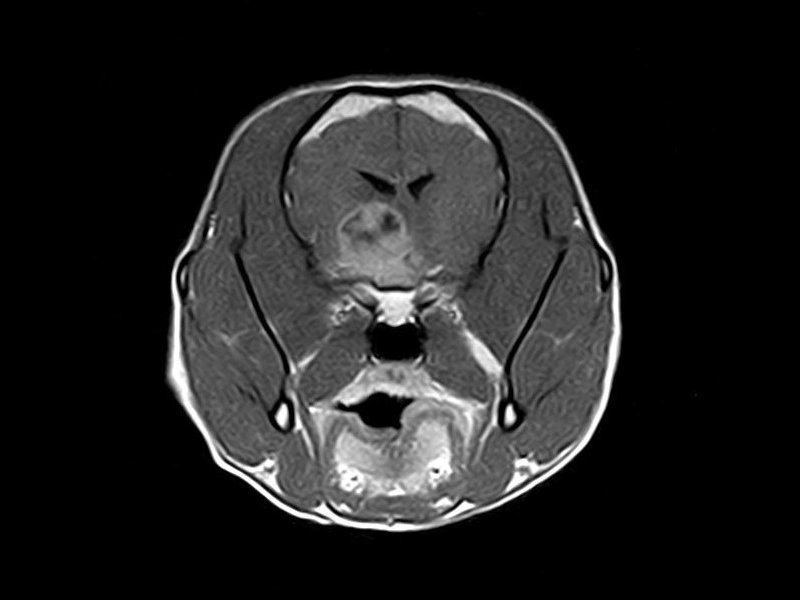 Magnifico Vet – SE T1 Transverse Neurocranium post contrast