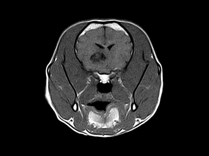 Magnifico Vet – SE T1 Transverse Neurocranium pre contrast