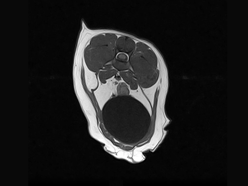 Magnifico Vet – SE T1 Transverse – Lumbosacral