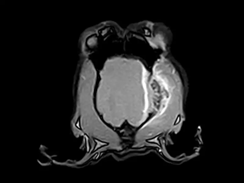 Esaote Vet-MR Grande ELITE – Brain2 Dorsal 3D SST1