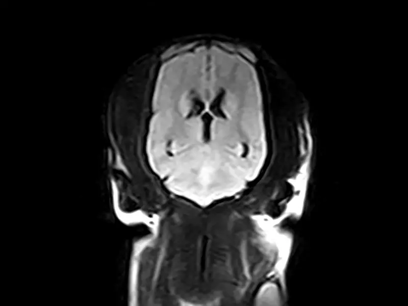 Esaote Vet-MR Grande ELITE – Brain3 Dorsal Fast FLAIR